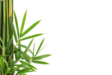 Bamboo trees isolated on white background with clipping path.