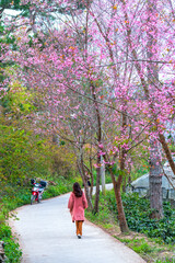 The rows of cherry apricot trees blooming along the dirt road in the spring morning attract...
