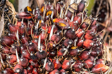 Fresh palm fruits on nature background.