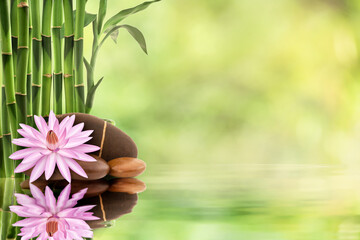 Plakat lucky bamboo and pink lotus on nature background.