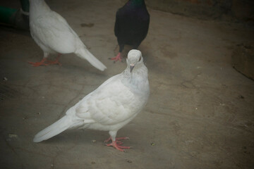 Portrait image of a white pigeon on the roof with selective focus.