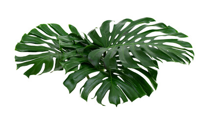 Monstera green leaves isolated on white background with clipping path.