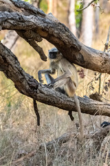 Gray langur, a monkey sitting on a branch, India, Madhya Pradesh 
