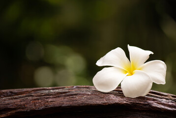 Fototapeta na wymiar White plumeria flower and old wood on bokeh nature background.