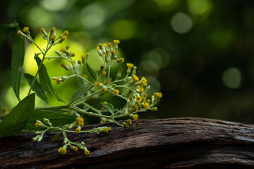 Ngai Camphor or Blumea balsamifera branch flowers on nature background.