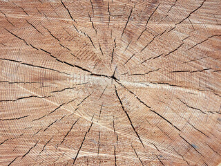 Saw a tree. Annual rings of a tree. The texture of a saw cut tree