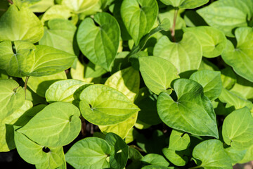 Houttuynia cordata leaves on nature background.top view.