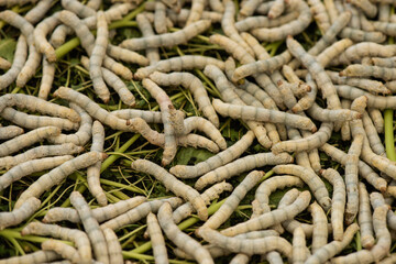  Silk worms on nature background.