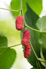 Mulberry fruits on nature background.