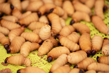 Rhynchophorus ferrugineus worms on nature background.