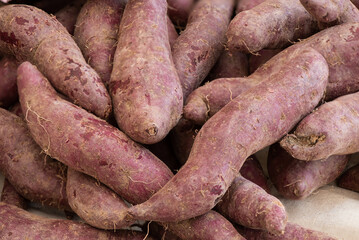 Purple sweet potato on nature background.
