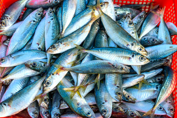 Freshly caught Scad fish for sale at a fresh seafood market in a central coastal fishing village in...