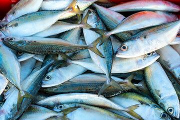 Obraz premium Freshly caught mackerel fish for sale at a fresh seafood market in a central coastal fishing village in Vietnam