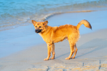 Golden dog at the beach waiting for his owner to return from the sea after fishing. Loyal animals...
