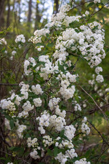 blooming tree in spring