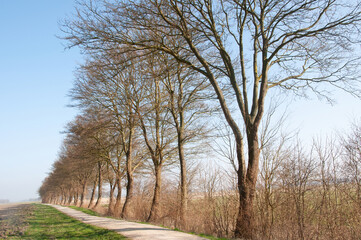 trees in the field at the street