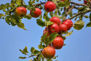 red apples on a tree
