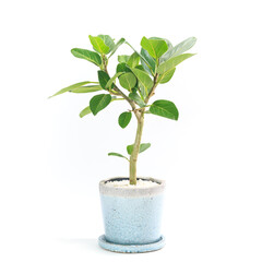 観葉植物、望みを叶える木と言われるフィカス・ベンガレンシスの鉢植え【白背景】