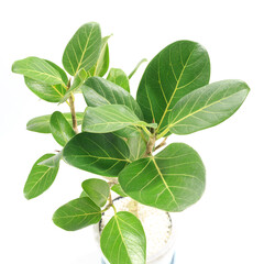 Fototapeta na wymiar 観葉植物、望みを叶える木と言われるフィカス・ベンガレンシスの葉【白背景】