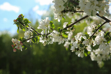 Bokeh flower Background. Blooming apple tree in spring time. Spring background
