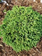 Picea glauca Echiniformis small seedling with new spring vegetation on a garden bed .Flower desktop wallpaper