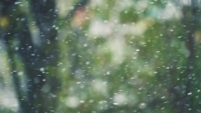 Flocons de neige au ralenti