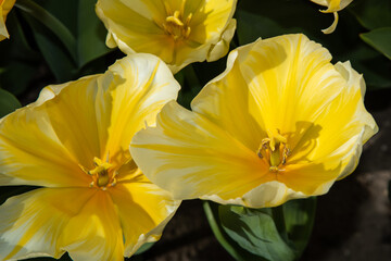 Lisse, Netherlands, April 2022. Close up of flowering tulips.