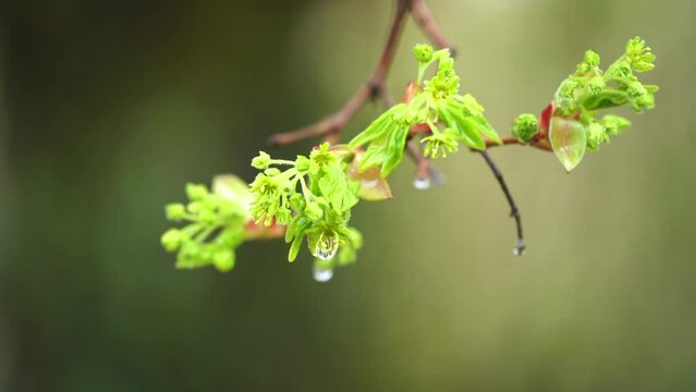Goutte de pluie sur une branche