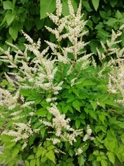 low white blooming Astilbe with fluffy inflorescences and carved leaves. Floral Wallpaper