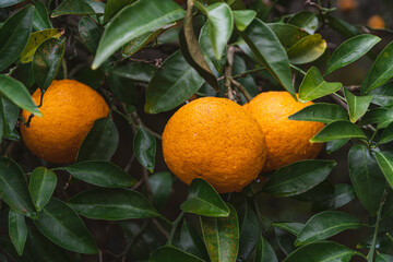 제주도 귤 나무 풍경