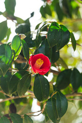 제주도 동백꽃 풍경