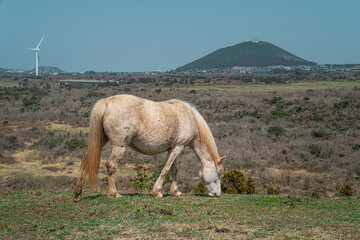제주도 문도지오름 풍경