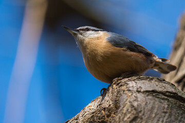 A Closeup of a Beautiful Eurasian Nuthatch Perched in an Old Tree