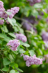 Fototapeta na wymiar Lilac flowers. Purple lilac flowers on a blurred background