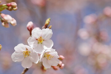 咲き始めたソメイヨシノのクローズアップ