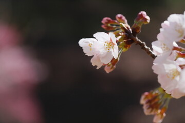 咲き始めたソメイヨシノのクローズアップ