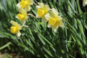春の日差しを浴びて咲く満開のスイセン