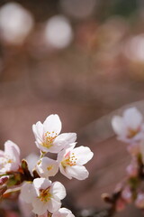 Fototapeta na wymiar 春の日差しを浴びて咲くソメイヨシノ