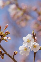 咲き始めたソメイヨシノ