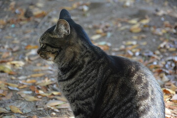 Obraz premium 野良猫