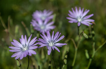 Laitue vivace  , lactuca perennis en été dans les Alpes