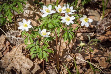 Anemone in the forest