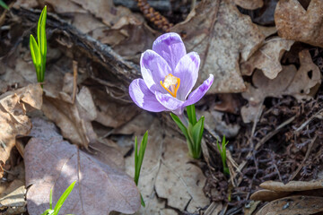 Spring crocus flower in the forest