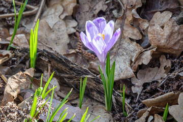 Spring crocus flower in the forest