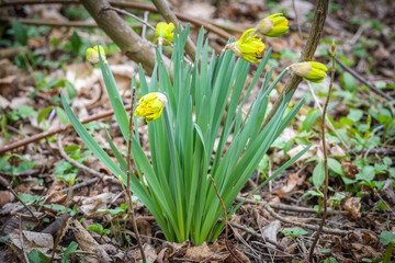Yellow daffodils in the spring forest
