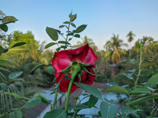 red rose in the rooftop garden