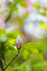 Pink magnolia flowers in the garden. Blooming magnolia on a branch. Spring concept