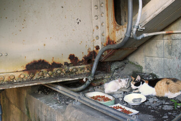 餌をもらう野良猫の親子の写真　イメージ