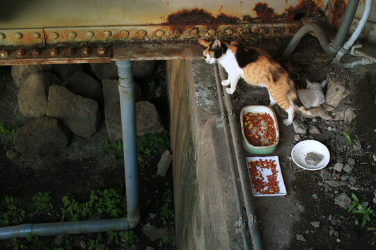 ホームレスのイメージに　橋の下で餌をもらう猫の写真