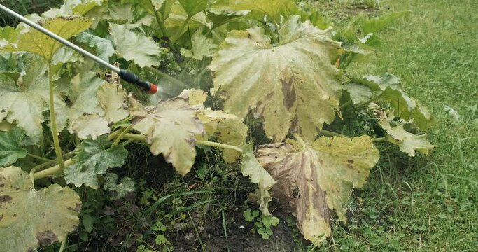 Treatment of leaves of kobachki and pumpkin from pests and parasites. Protection of foliage and flowers from insects. Insecticide spraying